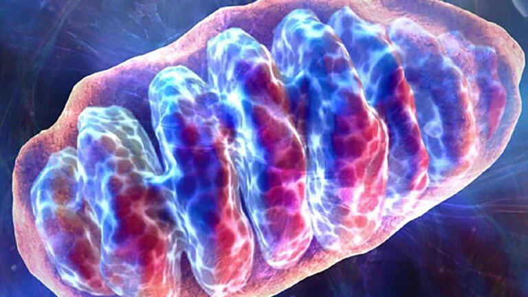 Human Mitochondria