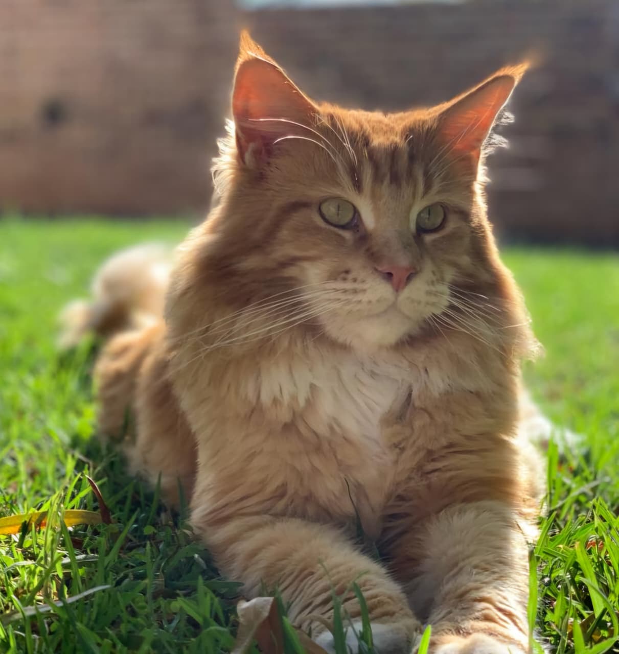 Tigger the Great